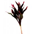 Cordyline Tips - Red Ti (S)